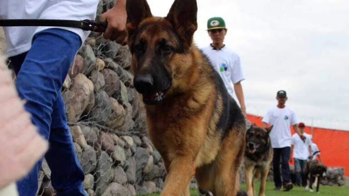 Jóvenes de Umpam aprenden adiestramiento canino con Pata de Perro y Sergio Castilla (4)